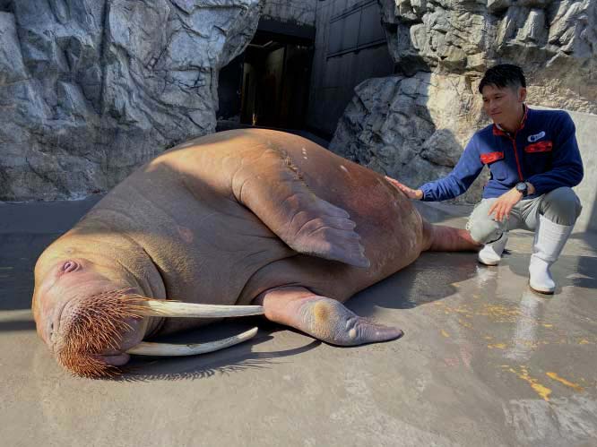 Walrus_pregnancy_3