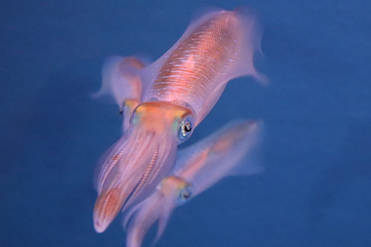 今が旬 アオリイカの展示はじめました 大分マリーンパレス水族館 うみたまご 公式サイト 大分観光