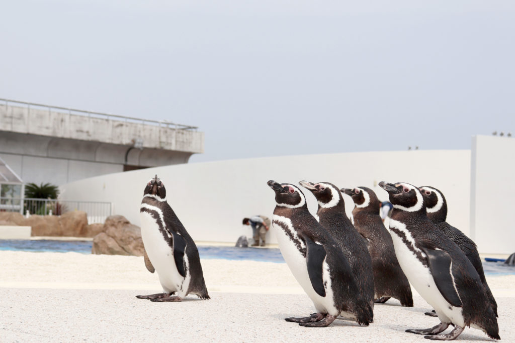 4月1日にリニューアルした あそびーち の見どころをご紹介 大分マリーンパレス水族館 うみたまご 公式サイト 大分観光