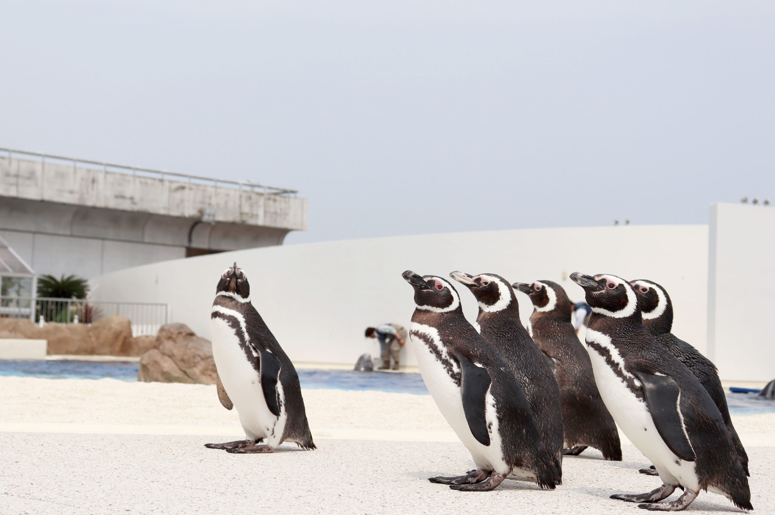 大分 水族館 うみたまご シロイルカ 大分 水族館 うみたまご シロイルカ