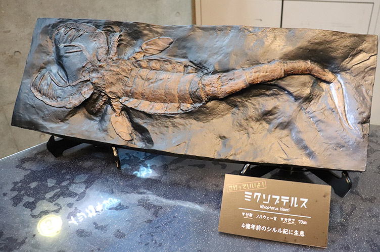 グロい キモい 美しくも不思議な生き物の世界 ウミサソリとその子どもたち展 開催中 大分マリーンパレス水族館 うみたまご 公式サイト 大分観光