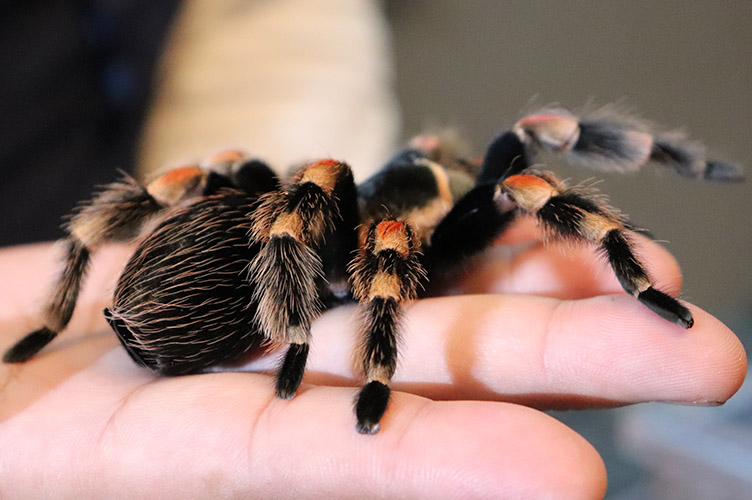 グロい キモい 美しくも不思議な生き物の世界 ウミサソリとその子どもたち展 開催中 大分マリーンパレス水族館 うみたまご 公式サイト 大分観光