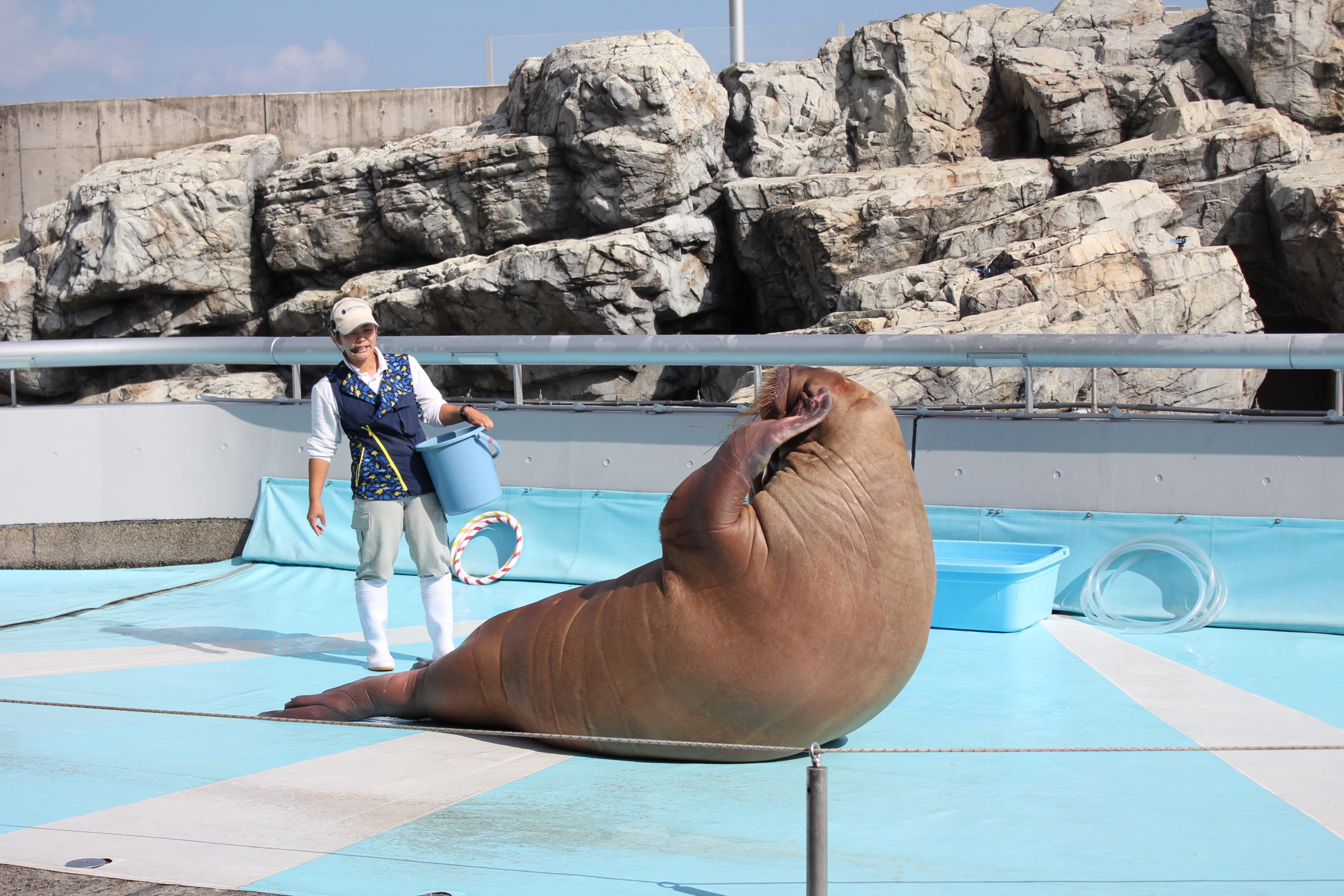 大分マリーンパレス水族館 うみたまご 公式サイト 大分観光 大分マリーンパレス水族館 うみたまご 公式サイト 大分観光