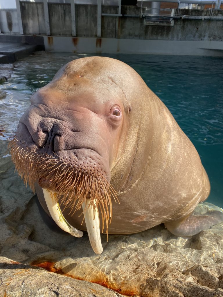 セイウチの 泉 今年も鳥羽水族館へ ブリーディングローン 大分マリーンパレス水族館 うみたまご 公式サイト 大分観光