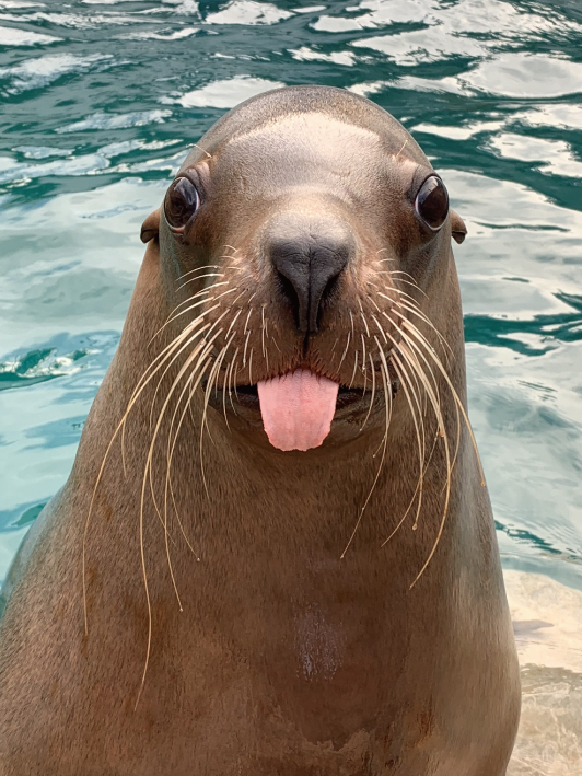 個体紹介 トド 大分マリーンパレス水族館 うみたまご 公式サイト 大分観光