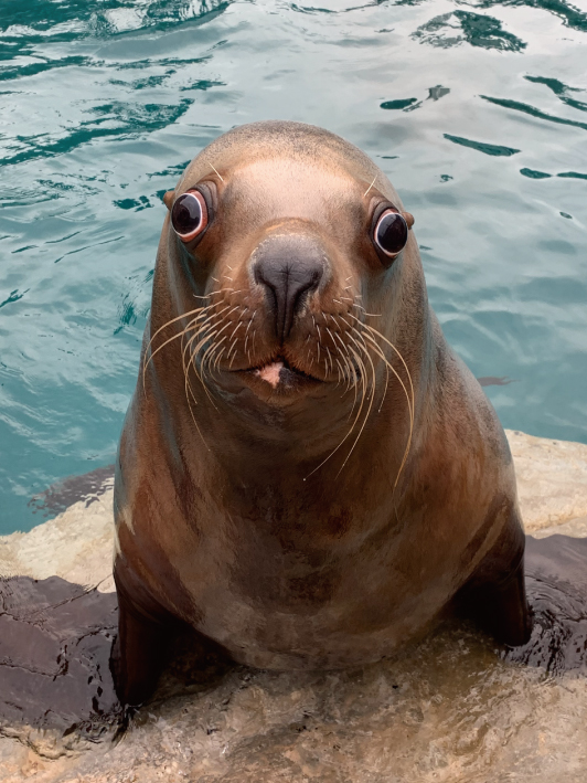 個体紹介 トド 大分マリーンパレス水族館 うみたまご 公式サイト 大分観光