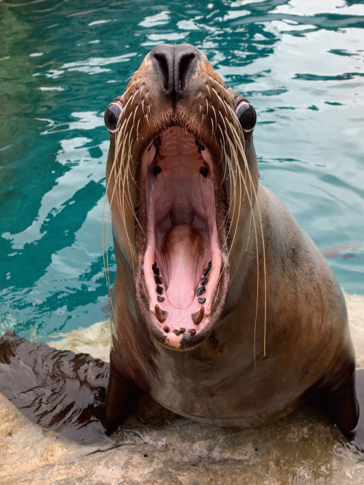 個体紹介 トド 大分マリーンパレス水族館 うみたまご 公式サイト 大分観光
