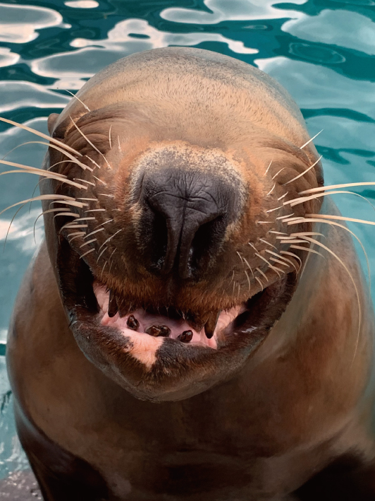 個体紹介 トド 大分マリーンパレス水族館 うみたまご 公式サイト 大分観光