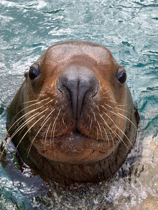 個体紹介 トド 大分マリーンパレス水族館 うみたまご 公式サイト 大分観光
