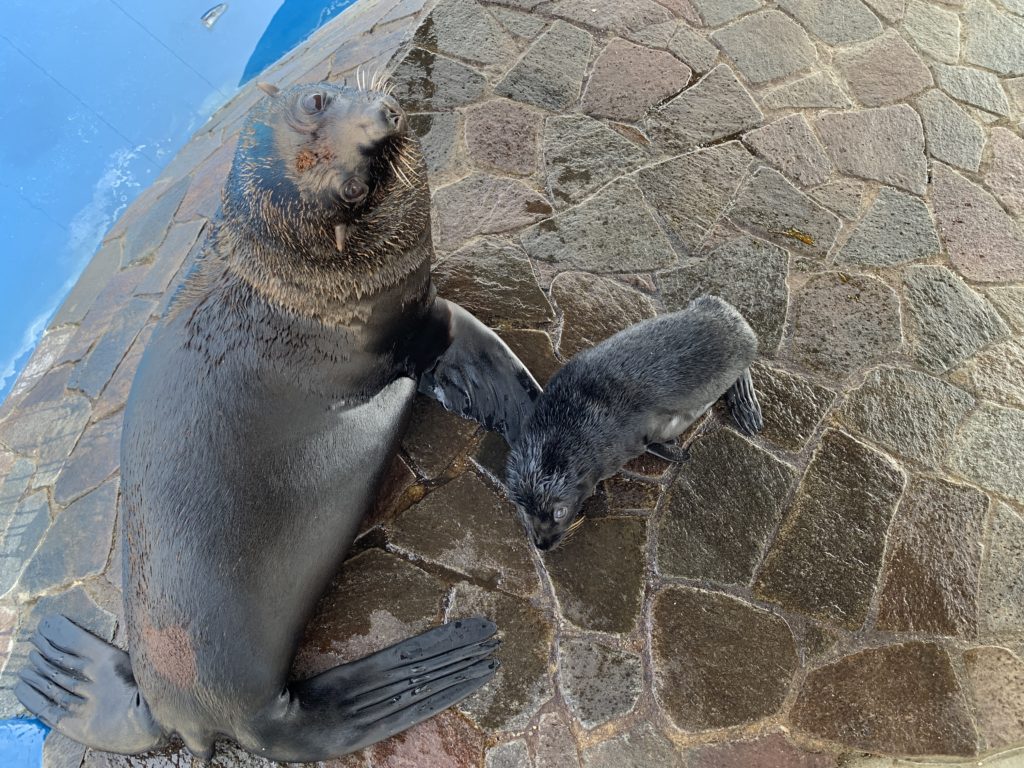 ミナミアメリカオットセイが出産しました 大分マリーンパレス水族館 うみたまご 公式サイト 大分観光