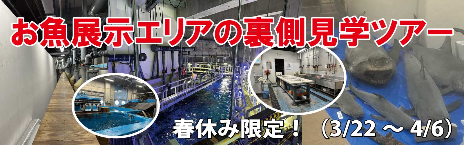 春休み限定！魚類系裏側見学ツアー