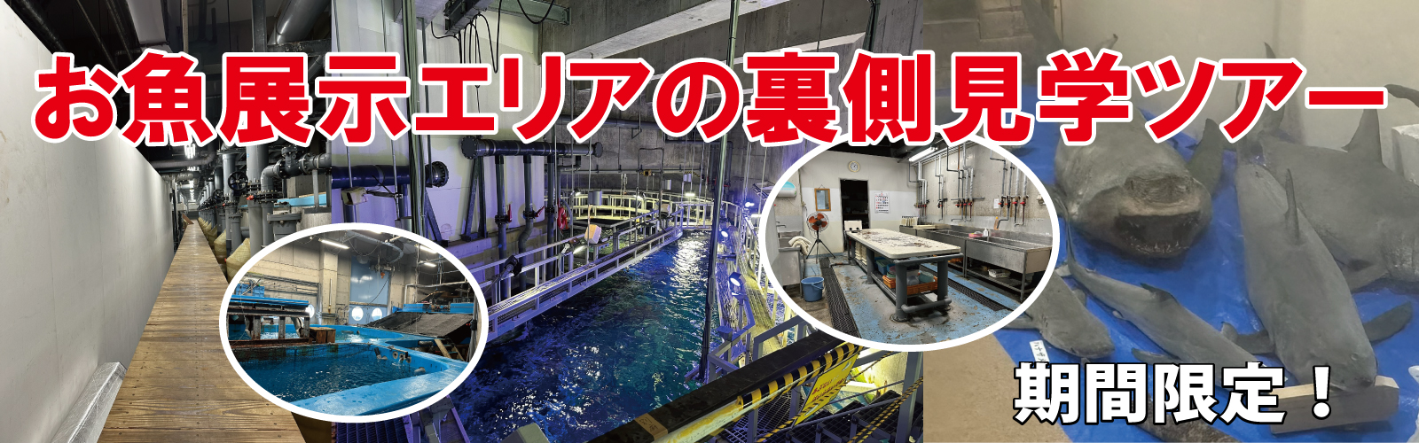 お魚展示エリアの裏側見学ツアー