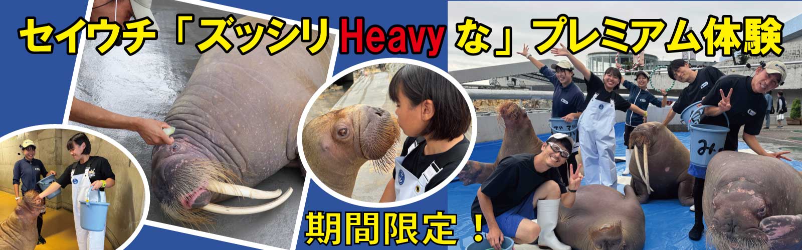 セイウチ「ズッシリHeavyな」プレミアム体験